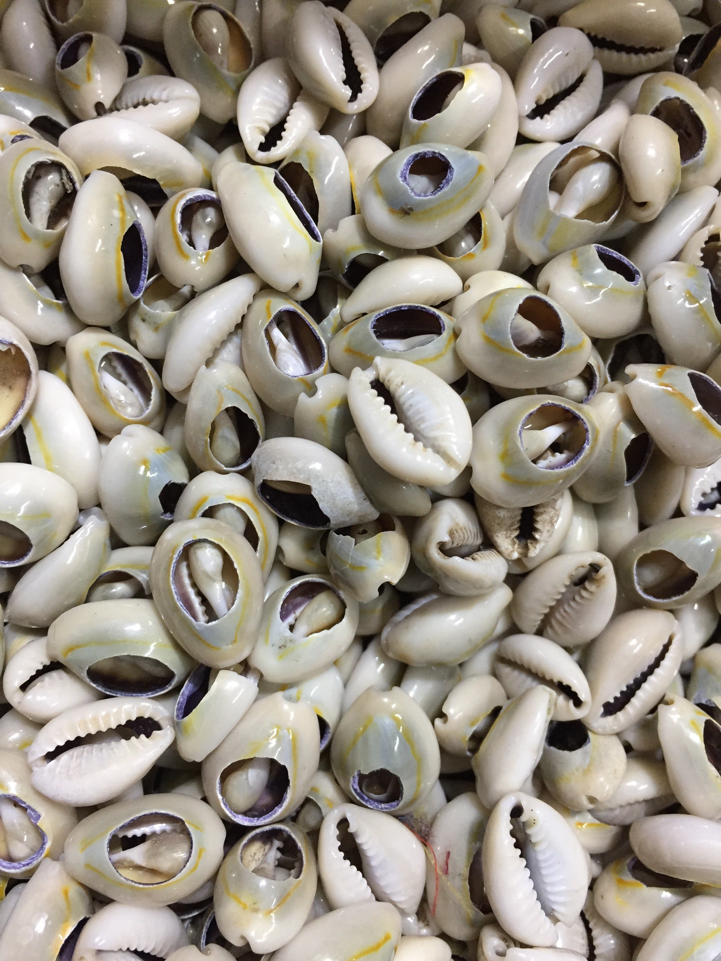 Cowrie Shells 100 Pcs WS