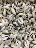 Cowrie Shells 100 Pcs